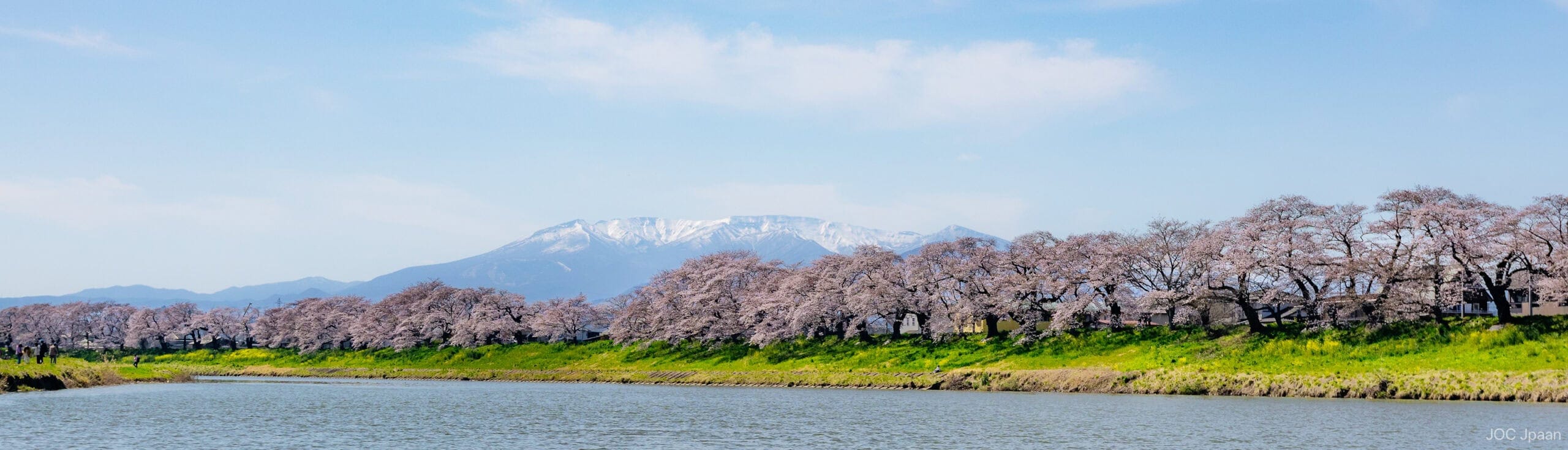 A row of cherry blossom trees in full bloom lines a riverside, with lush green grass beneath them and snow-capped mountains in the background under a blue sky.