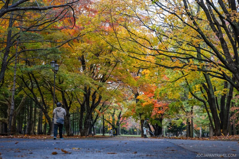 A person stands on a path in a park lined with tall trees showcasing vibrant Sapporo autumn foliage in shades of yellow, orange, and red, with fallen leaves scattered on the ground.