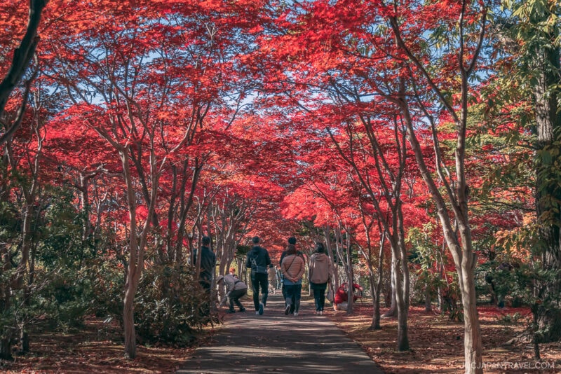 People walk along a paved path lined with vibrant red-leaved trees in a park on a sunny day, enjoying a tunnel of Sapporo autumn foliage overhead.