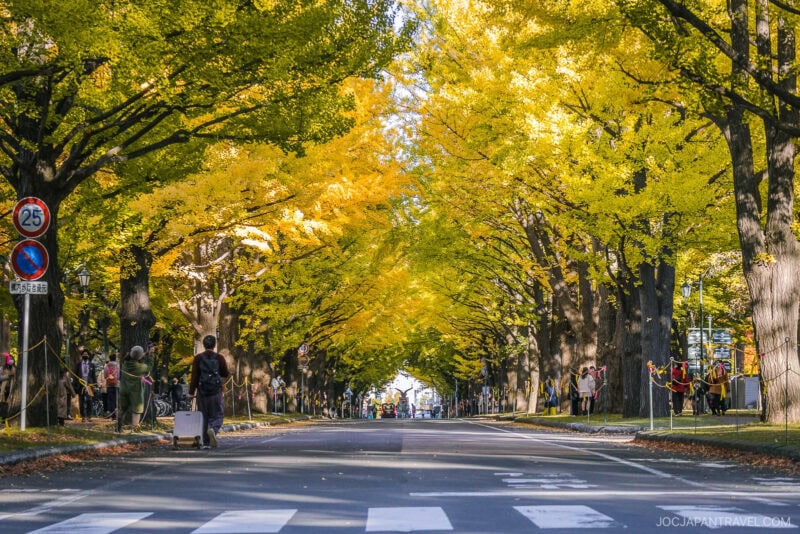 A tree-lined street in Sapporo showcases stunning autumn foliage, with tall ginkgo trees displaying vibrant yellow leaves. People stroll beneath the golden canopy and cross at a zebra crossing as sunlight bathes the calm road.