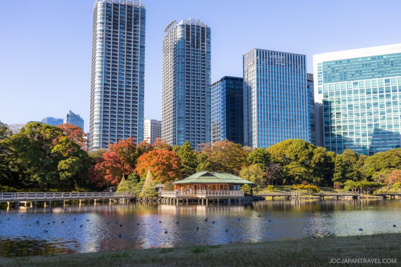 A traditional wooden pavilion sits by a pond with ducks, surrounded by brilliant Tokyo autumn leaves, as tall modern skyscrapers rise in the background under a clear blue sky.