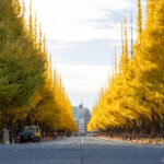 Top Spots To See Autumn Leaves in Tokyo A wide street in Tokyo lined with tall ginkgo trees glowing with bright yellow autumn leaves, stretching into the distance under a partly cloudy sky. People walk and cars are parked along the sides, enjoying the stunning Tokyo autumn leaves.