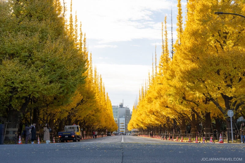 A wide street in Tokyo lined with tall ginkgo trees glowing with bright yellow autumn leaves, stretching into the distance under a partly cloudy sky. People walk and cars are parked along the sides, enjoying the stunning Tokyo autumn leaves.