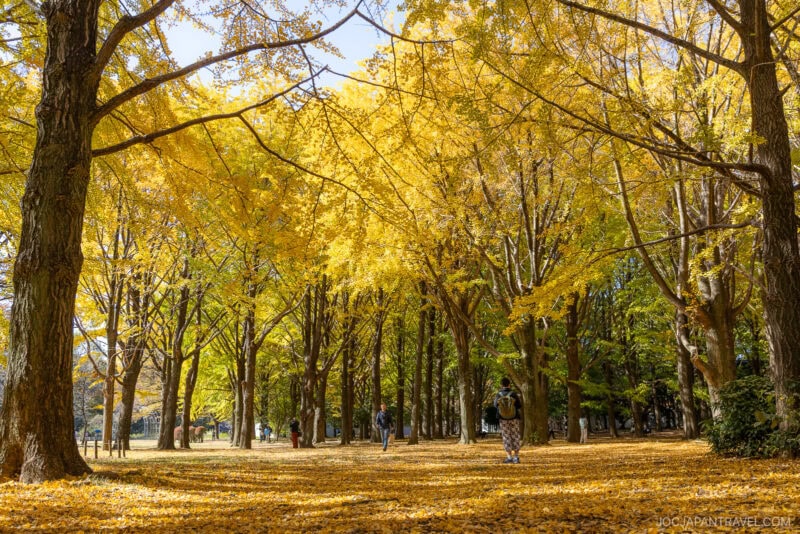 People walk along a tree-lined path covered with golden-yellow fallen leaves in a park on a sunny autumn day. The vibrant Tokyo autumn leaves overhead form a colorful canopy of yellow foliage.