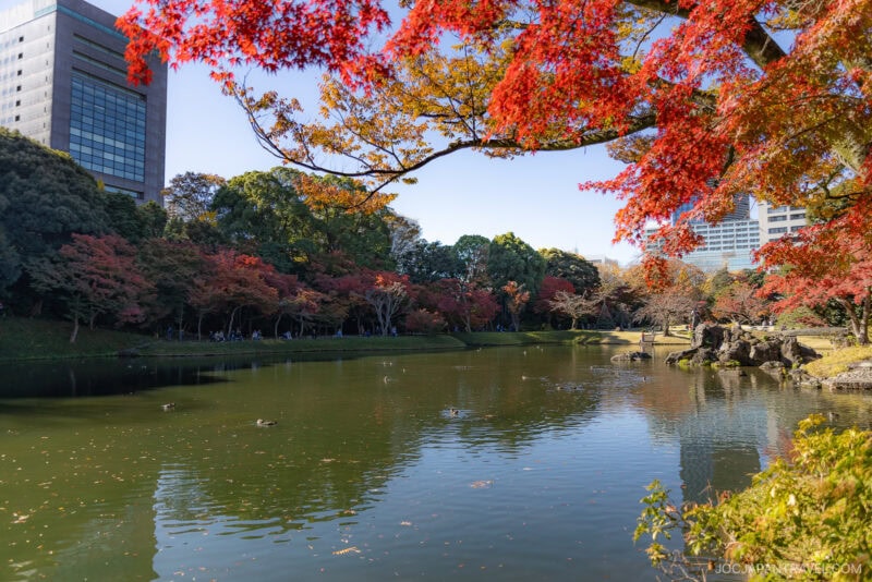 A serene pond surrounded by trees with vibrant Tokyo autumn leaves, featuring red and orange foliage under a clear blue sky. Buildings are visible in the background.