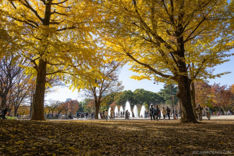 People stroll among tall trees with vibrant Tokyo autumn leaves in a sunny park, while fountains spray water in the background. Fallen leaves carpet the ground, creating a peaceful, scenic atmosphere.