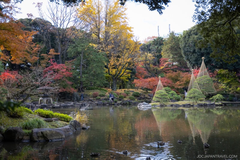 A serene Japanese garden in autumn, with vibrant Tokyo autumn leaves—red, yellow, and green—reflected in a calm pond. Decorative cone-shaped straw coverings protect some shrubs; ducks swim on the water and people stroll along stone paths.