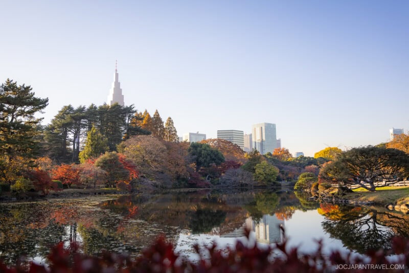A serene park with Tokyo autumn leaves surrounds a calm pond, reflecting the golden scenery. Modern city buildings and a tall tower rise in the background under a clear blue sky.
