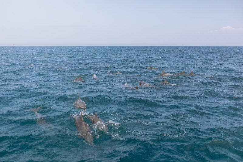 A large pod of dolphins swims together near the ocean’s surface under a clear sky off the Amakusa Islands, with gentle waves visible across the vast expanse of blue water—a must-visit spot for ocean lovers.