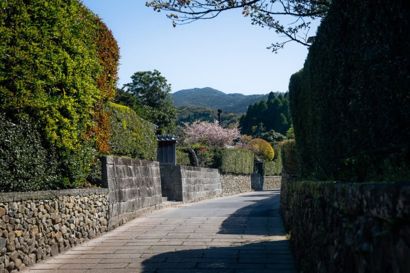 A narrow stone-paved path curves between high, neatly trimmed hedges and stone walls in Japan’s Chiran Samurai District, with distant mountains and blooming pink cherry blossoms visible under a clear blue sky.