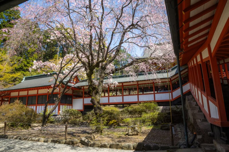 A traditional Japanese building with red and white walls, part of the sacred Kirishima Shrine in Kagoshima, stands behind blooming cherry blossom trees, surrounded by a peaceful garden under a clear blue sky.