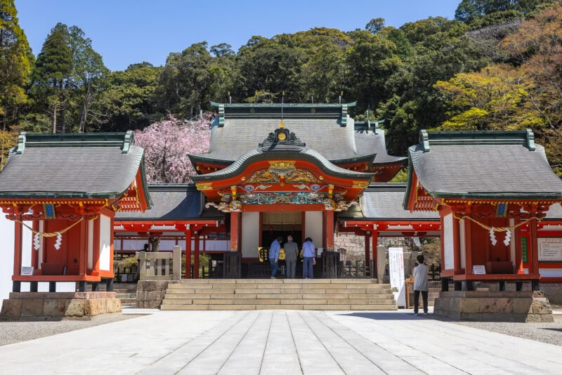 Traditional Japanese Sacred Shrine with ornate red, white, and gold detailing, surrounded by trees and people walking nearby under a clear blue sky. Cherry blossoms bloom in the background at the historic Kirishima Shrine in Kagoshima.