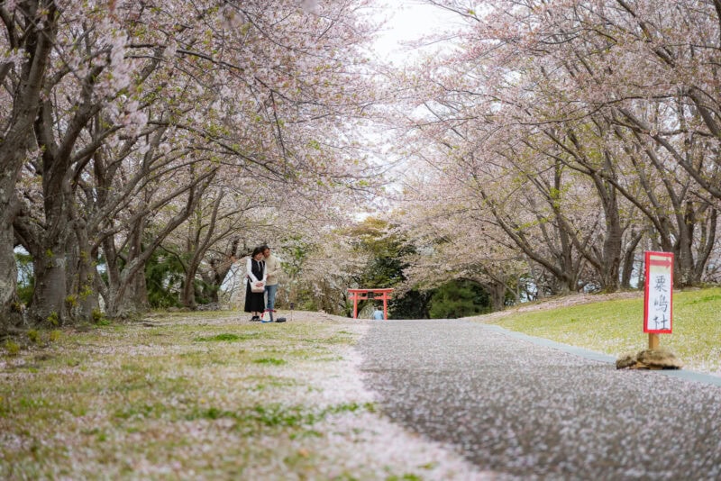 Two people stand under blooming cherry blossom trees lining a path on the Kunisaki Peninsula. Pink petals cover the ground, a red torii gate stands in the background, and a sign in Japanese marks this sacred region of Oita.