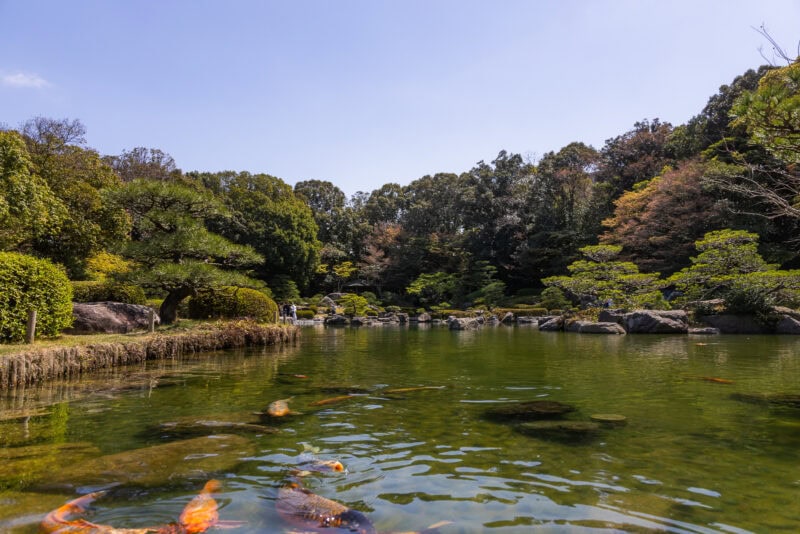 A serene Japanese garden in Ohori Park, Fukuoka, features a pond filled with colorful koi fish, surrounded by lush green trees and shrubsāa true urban oasis under a clear blue sky.