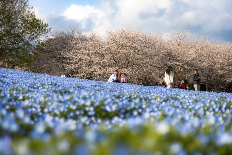 People enjoy a scenic coastal escape at Uminonakamichi Seaside Park in Fukuoka, surrounded by blooming blue flowers and cherry blossom trees under a partly cloudy sky.