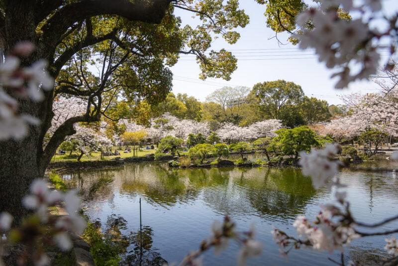 A tranquil pond in a Japanese garden, reminiscent of the Venice of Kyushu, is surrounded by blooming cherry blossom trees and lush greenery under a clear blue sky. Some branches with pink flowers frame the image in the foreground.