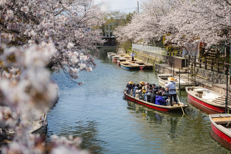 A group of people ride a traditional wooden boat along the calm Yanagawa Canals, often called the "Venice of Kyushu," lined with cherry blossom trees in full bloom, enjoying the beautiful spring scenery.