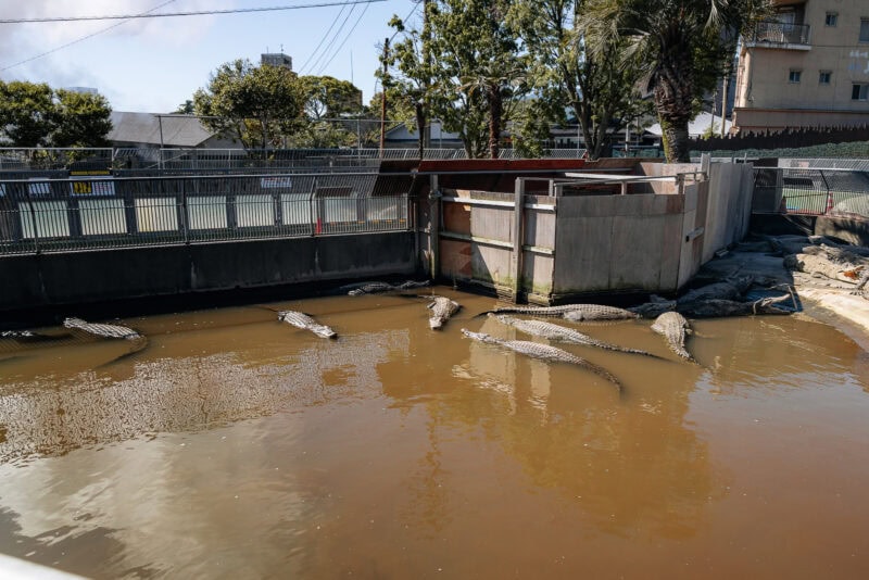 Several crocodiles are lying in a muddy, fenced enclosure with concrete walls, surrounded by trees and nearby buildings under a clear sky.