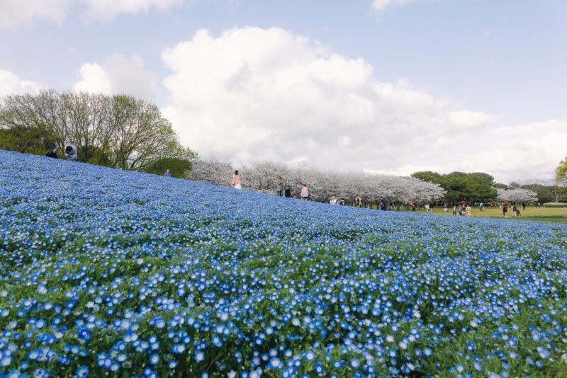 A sloping field covered in vibrant blue flowers, with people walking among them. In the background are blooming white trees, lush green trees, and a partly cloudy sky.