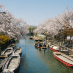 The Ultimate Kyushu Itinerary: 5, 7, and 10 Day Routes Traditional wooden boats float on a narrow canal lined with cherry blossom trees in full bloom, with people enjoying a scenic ride under a clear blue sky. Pedestrians walk along the waterside path.
