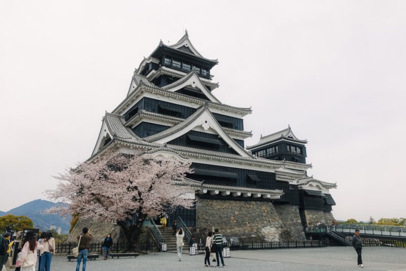Kumamoto Castle in Japan with people walking nearby and a blooming cherry blossom tree in front; the sky is cloudy and the castles black-and-white architecture stands out.