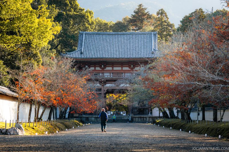 A person walks down a gravel path lined with autumn trees toward the traditional Kyoto Daigoji temple gate, surrounded by lush greenery and soft sunlight, evoking the tranquil atmosphere found on mountain hikes among ancient pagodas.