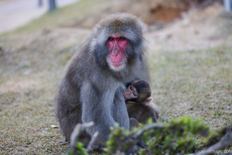 A Japanese macaque with a red face sits on the grass at Iwatayama Monkey Park in Kyoto, holding a baby macaque closely. The baby looks up while staying close to the adult. The background is natural and slightly blurred, capturing the gentle nature of these famed Snow Monkeys.
