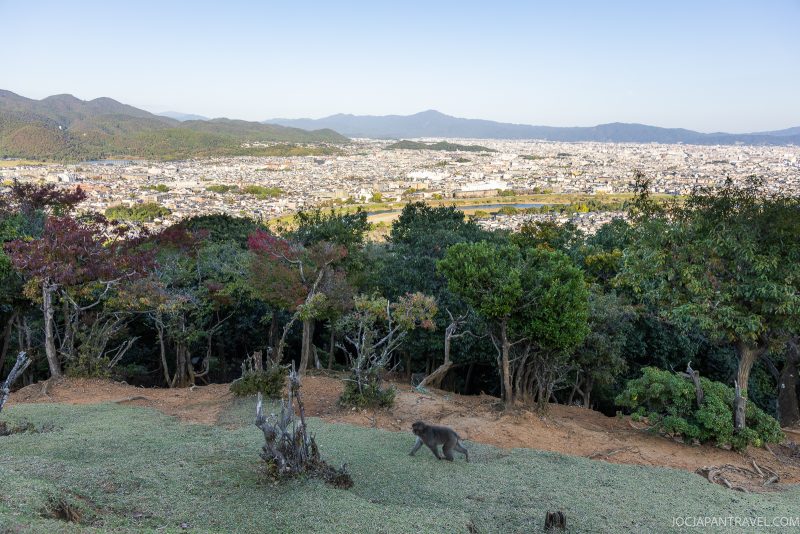A Snow Monkey walks on a hillside with trees at Iwatayama Monkey Park in Kyoto, overlooking a cityscape and mountains in the distance under a clear sky.