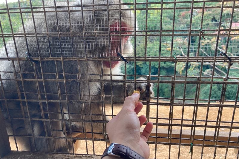 A person feeds a macaque monkey through a wire fence at an outdoor enclosure in Kyoto’s Iwatayama Monkey Park, with trees and buildings visible in the background.