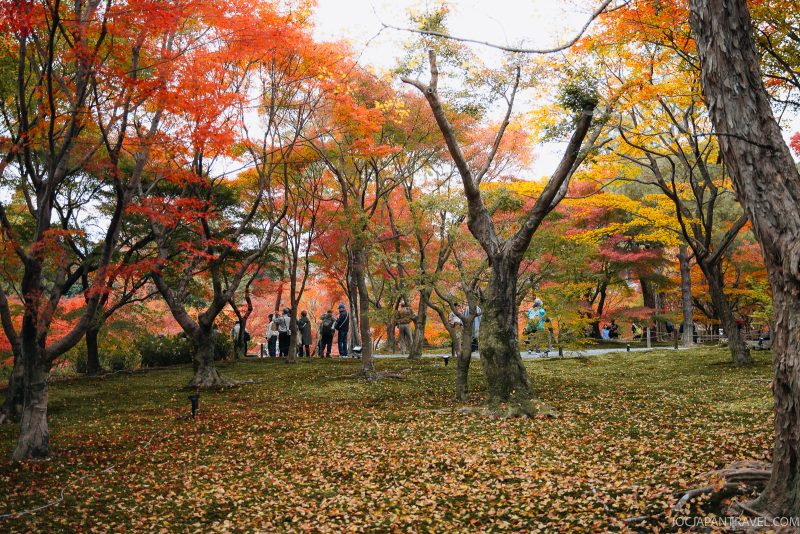 People stand among trees with vibrant autumn leaves in shades of red, orange, and yellow at Kyoto’s renowned Tofukuji Zen Temple. Fallen leaves cover the grassy ground, creating a colorful, tranquil forest scene reminiscent of the peaceful atmosphere found in this historic temple.
