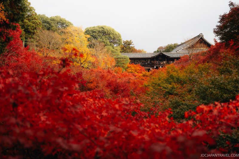 Traditional Japanese Zen temple, such as Kyoto’s renowned Tofukuji, surrounded by vibrant red and orange autumn foliage, with trees displaying peak fall colors under a bright sky.