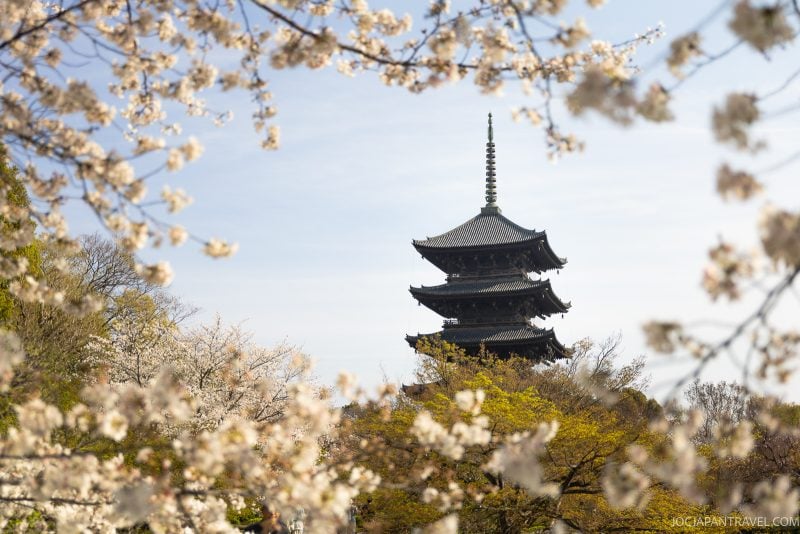 A traditional Japanese pagoda, inspired by the tallest wooden pagoda at Toji Temple in Japan, is beautifully framed by blooming cherry blossom branches under a clear blue sky.
