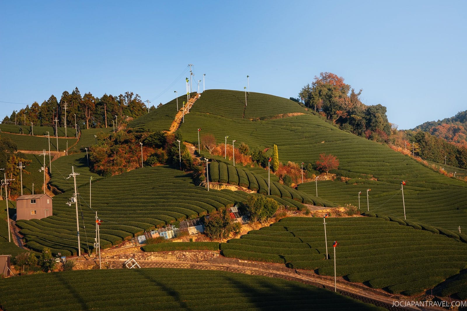 Green tea fields on gently rolling hills, lined with neat rows of Uji Tea plants. Utility poles and wires cross the landscape, with a few trees showing autumn colors under a clear blue sky at sunset.