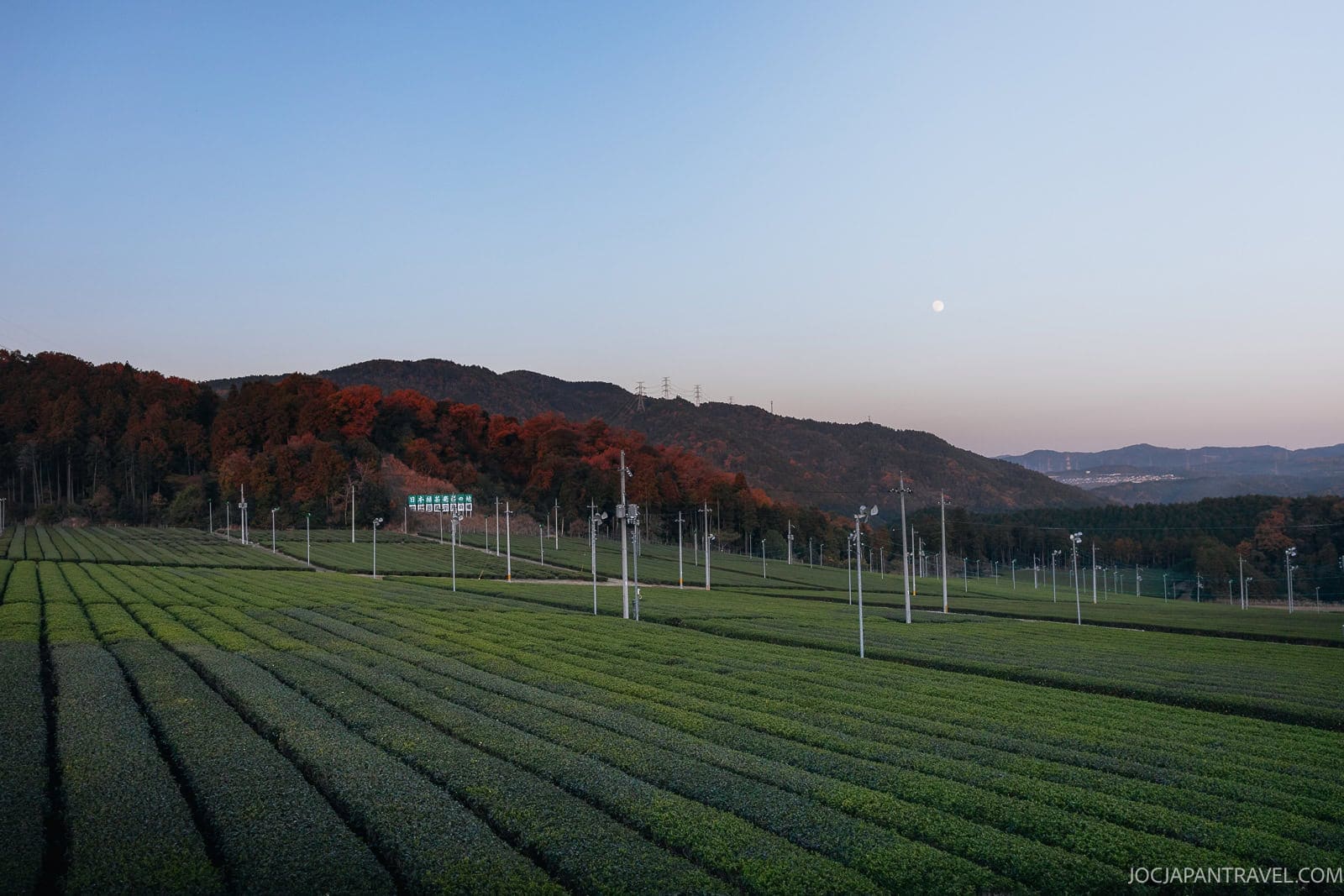 Rows of lush green tea fields stretch into the distance with utility poles, backed by forested hills adorned with autumn foliage, under a clear sky where the moon hangs softly above—a serene landscape reminiscent of the renowned Uji Tea plantations.